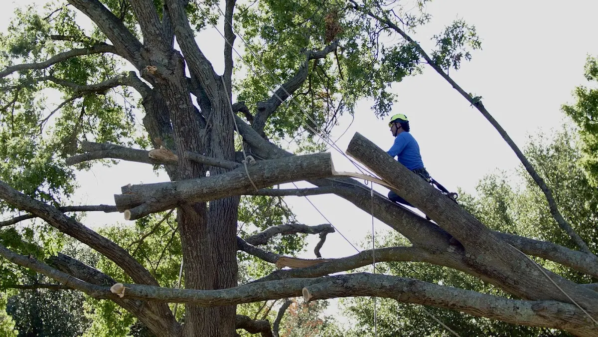 Professional Hazardous Tree Removal performed by certified arborists in Franklinville