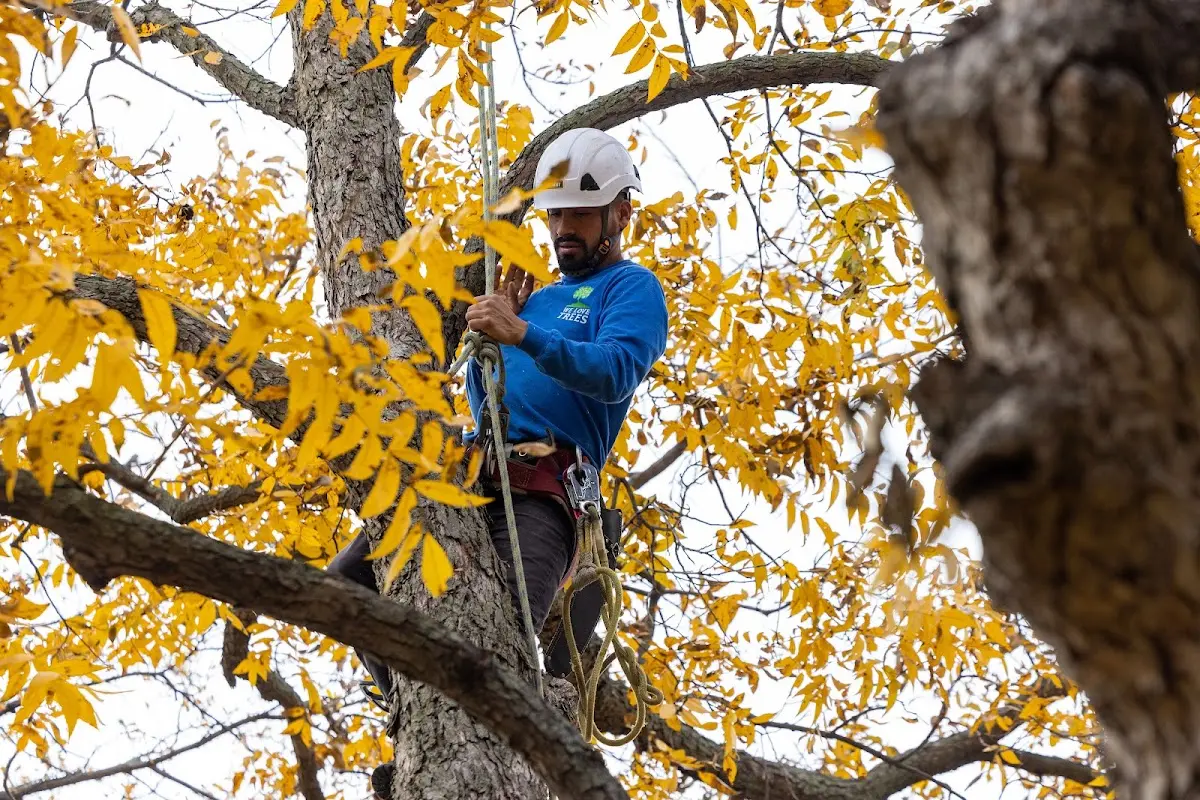 Skilled Storm Damage Cleanup crew working in Franklinville
